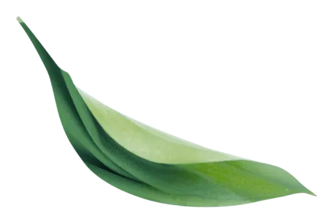 leaf