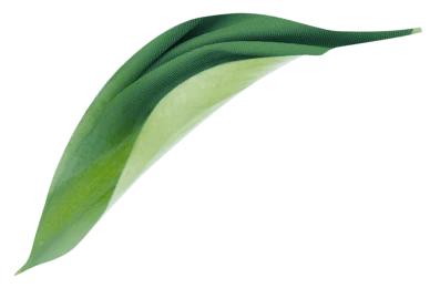 leaf