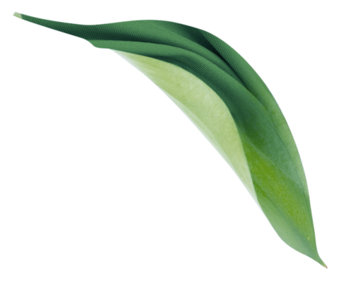 green-leafs-solapel