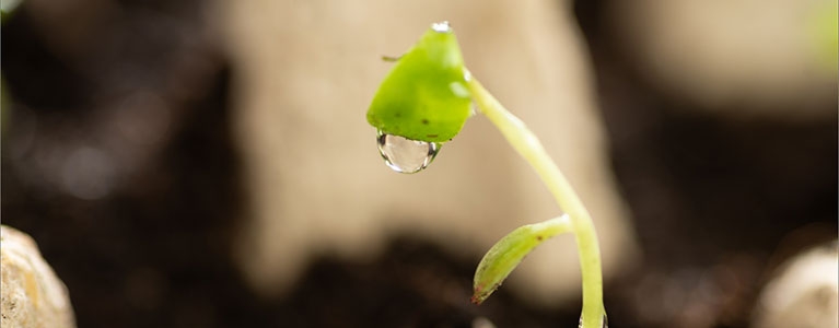 Biodegradable Material